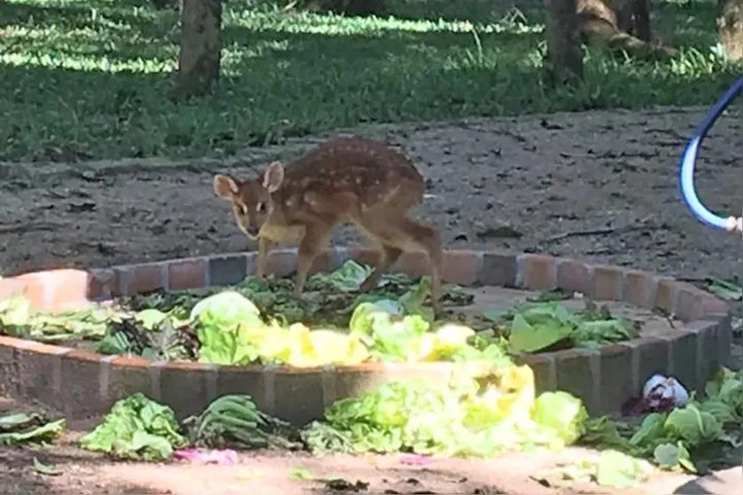 Banco de Alimentos doa 24 toneladas por mês a animais resgatados