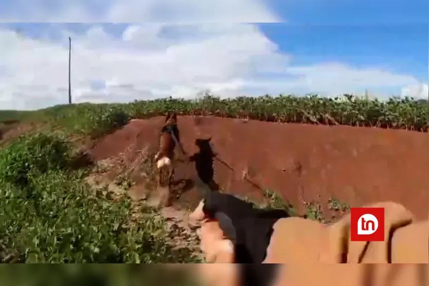 Com cão farejador, PM captura envolvido em roubo de caminhão da Havan