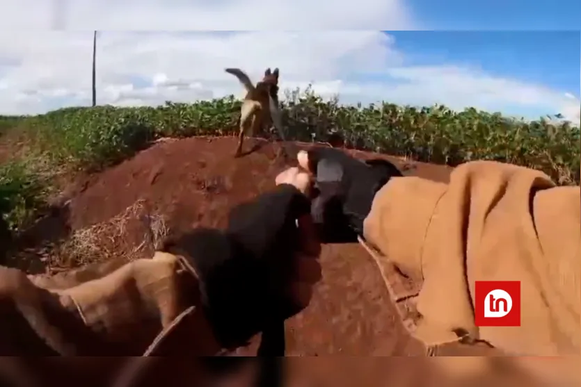 Com cão farejador, PM captura envolvido em roubo de caminhão da Havan