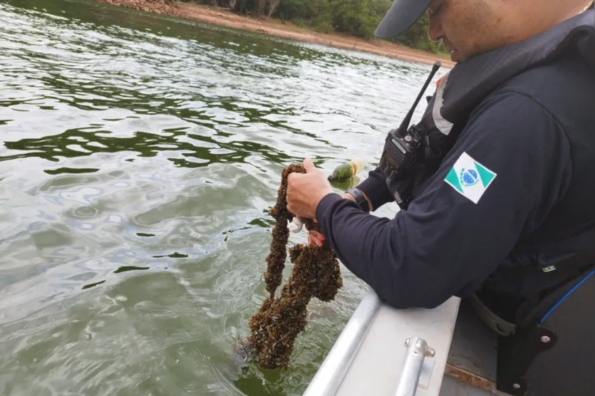 IAT conclui Piracema com R$ 265 mil em multas e peixes apreendidos