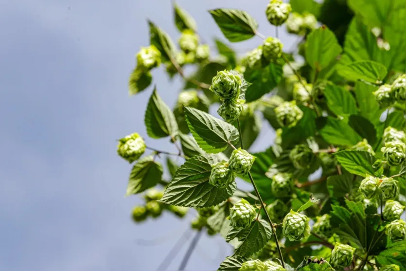  Lúpulo é a essência fundamental para o aroma e o amargor característicos da cerveja 