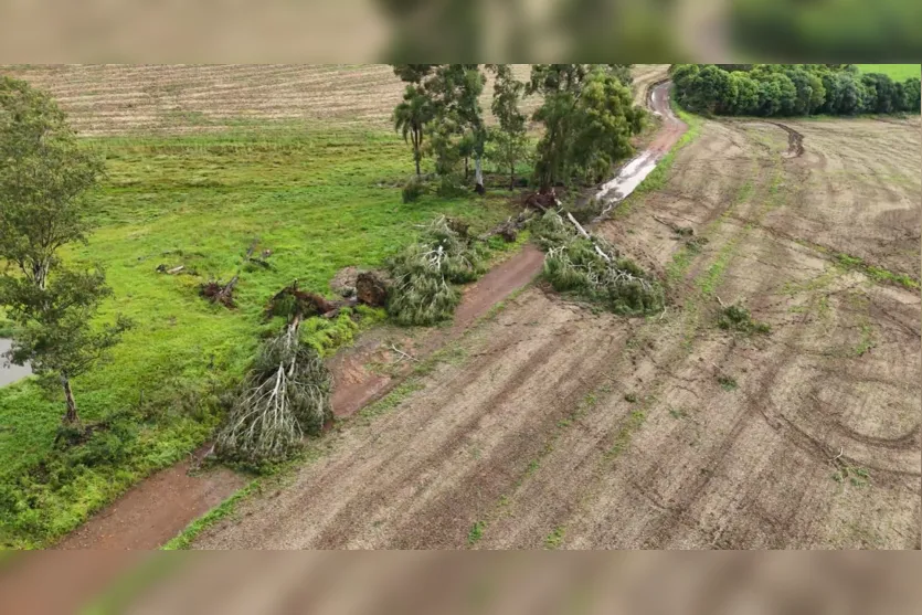 Microexplosão arranca árvores e destelha casa; entenda o fenômeno