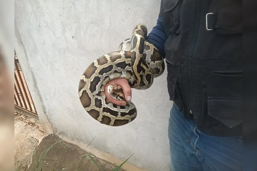  O biólogo Fernando Felipe realizou a captura do animal 