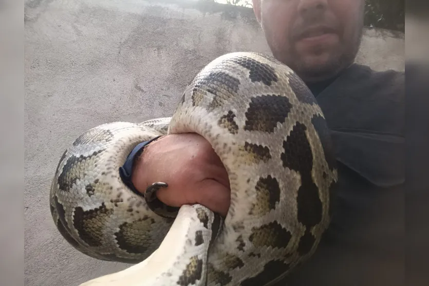  O biólogo Fernando Felipe realizou a captura do animal 