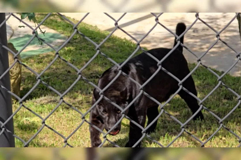 Pantera Negra chega ao Zoológico de Curitiba e ganha recinto especial