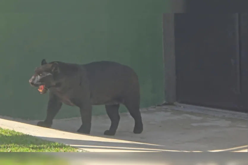 Pantera Negra chega ao Zoológico de Curitiba e ganha recinto especial