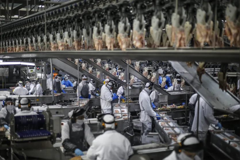 Paraná lidera aumento da produção de frangos, suínos e ovos