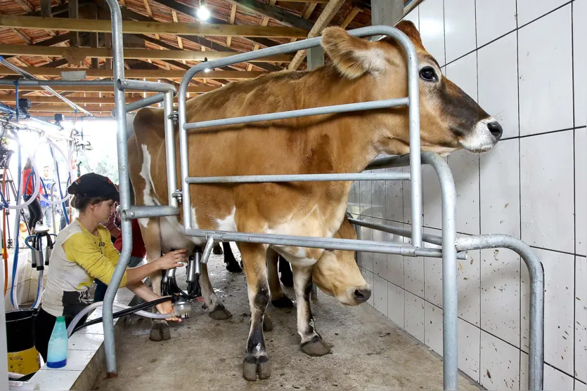 Paraná lidera aumento da produção de frangos, suínos e ovos