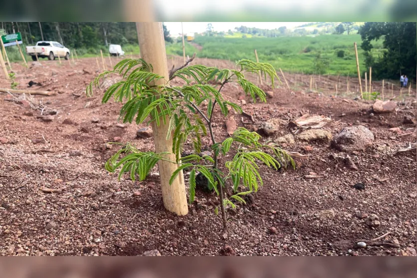  Plantio de mudas nativas em Jandaia do Sul 