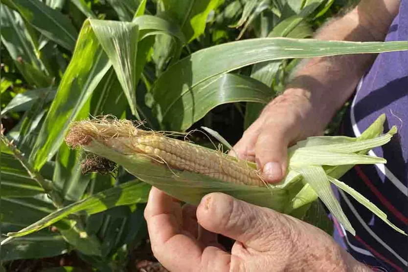 Chuvas recentes amenizam perdas no milho , e trigo terá área reduzida 