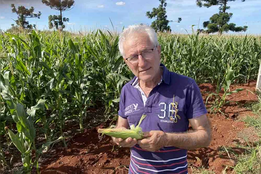  Chuvas recentes amenizam perdas no milho , e trigo terá área reduzida 