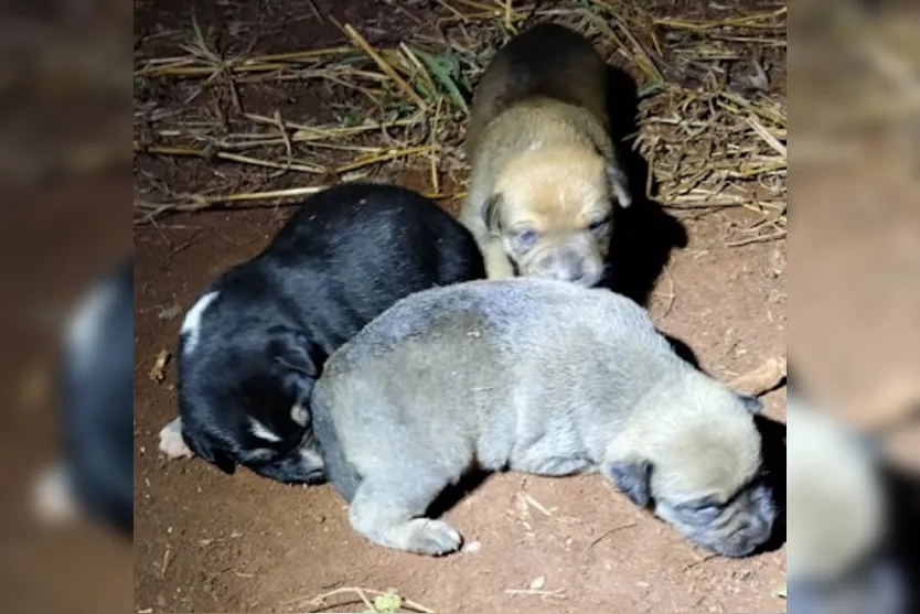  os cãezinhos foram resgatados e a maioria deles já foi adotada 