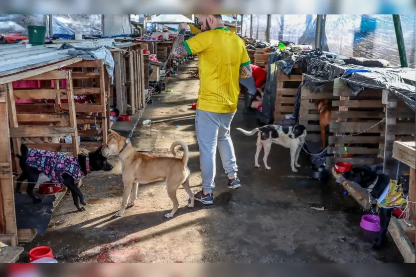  O salvamento de animais domésticos continua ocorrendo diariamente a partir do trabalho de voluntários 