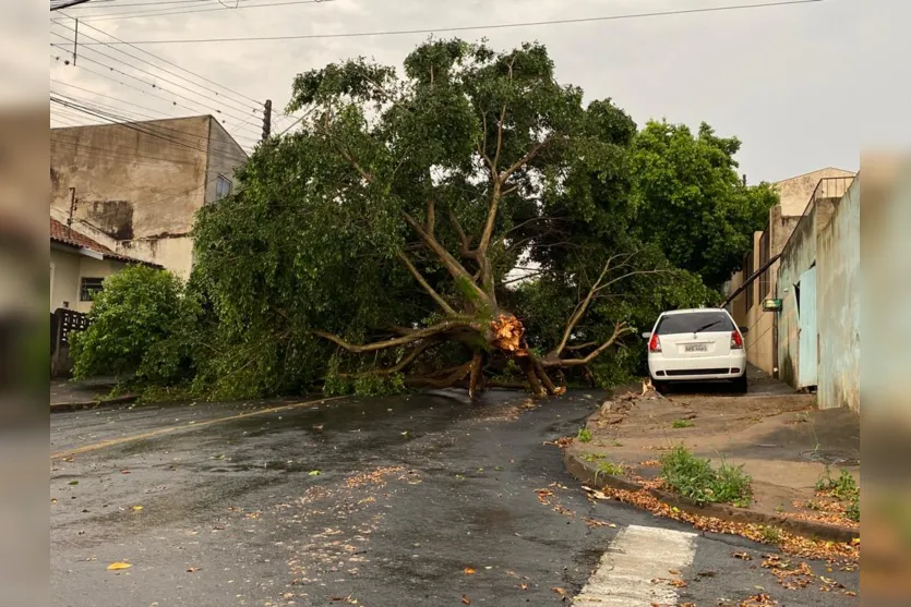  Ao todo, 60 árvores caíram em Apucarana com força do vento em 2023 