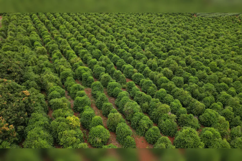 Apucarana é uma das maiores produtoras de café do Paraná