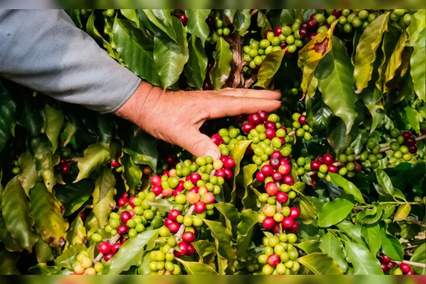 Apucarana é uma das maiores produtoras de café do Paraná
