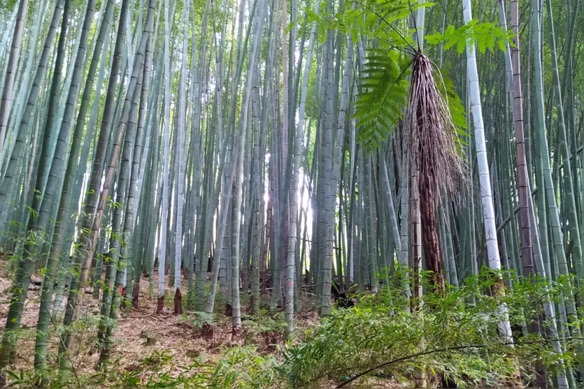  Estação do IDR-Paraná em Pinhais é vitrine do potencial e diversidade de uso do bambu 