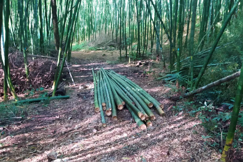 Estação do IDR-Paraná vira referência em diversidade de uso do bambu