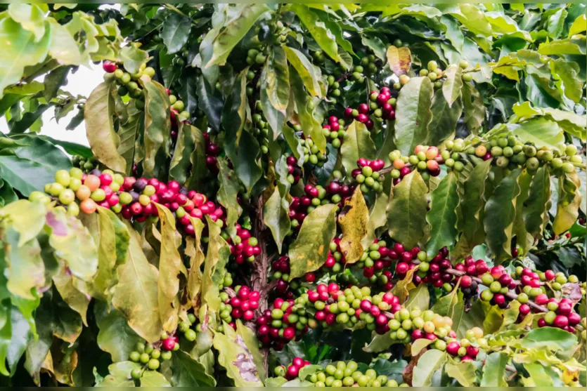  No Paraná há um esforço conjunto para o desenvolvimento da cafeicultura 