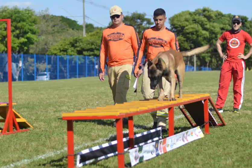 Paraná amplia número de cães aptos para resgates; saiba mais