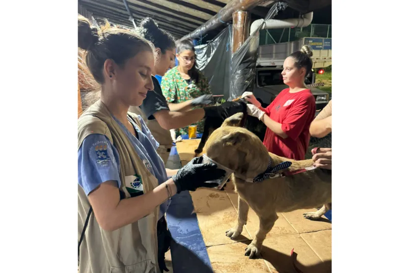 Paranaenses atendem mais de mil animais resgatados no RS