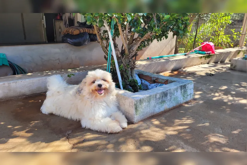 Professora de Apucarana cuida de mais de 100 cães em chácara