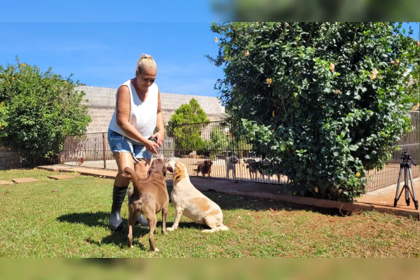 Professora de Apucarana cuida de mais de 100 cães em chácara