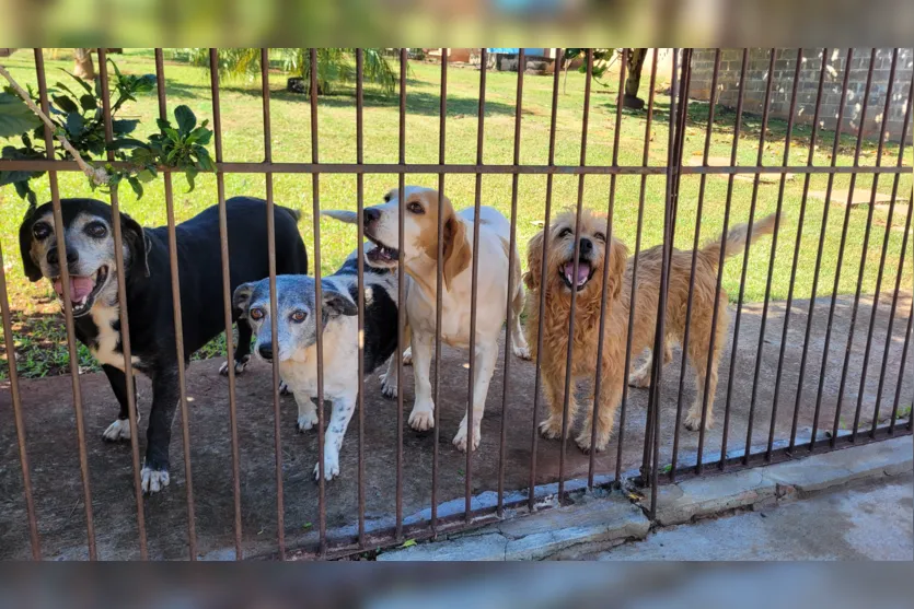 Professora de Apucarana cuida de mais de 100 cães em chácara