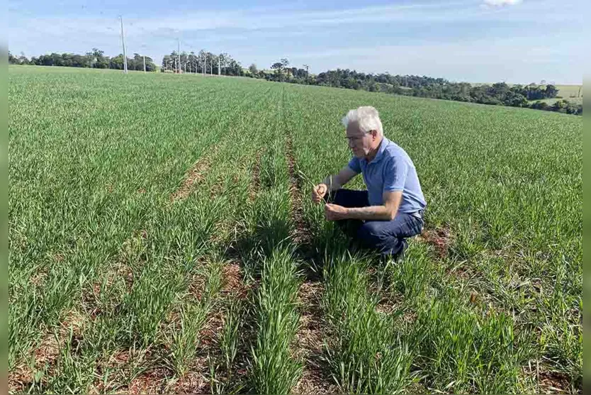  Área plantada no trigo é menor que a temporada passada 