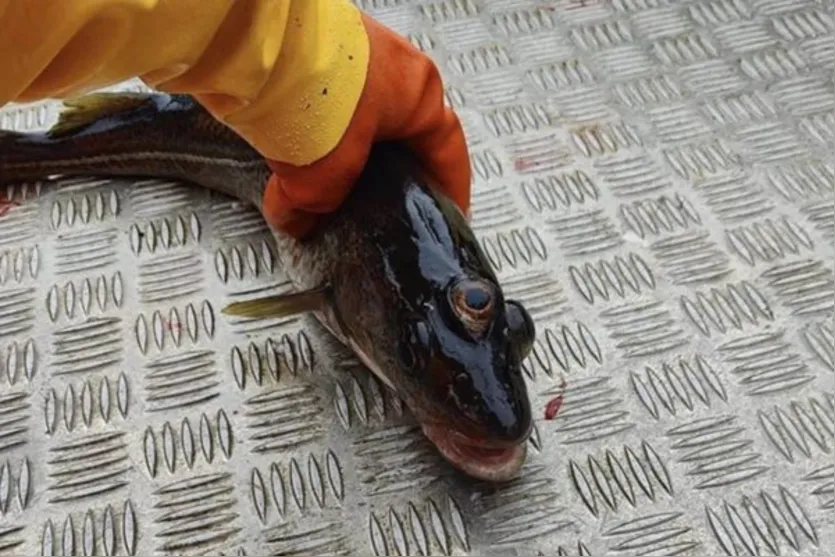  Bacalhau de três olhos capturado na costa da Groenlândia 