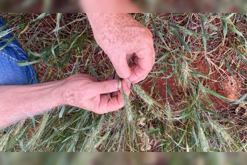  Estiagem acende alerta no campo e prejudica safra de grãos na região 