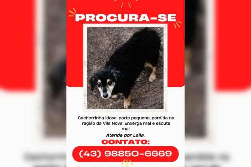 Família pede ajuda para encontrar cachorrinha idosa em Apucarana