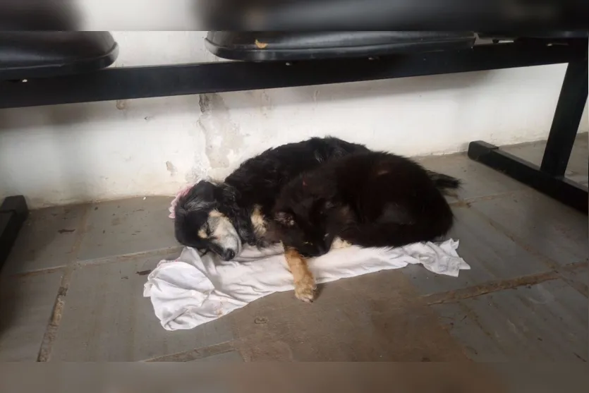 Família pede ajuda para encontrar cachorrinha idosa em Apucarana