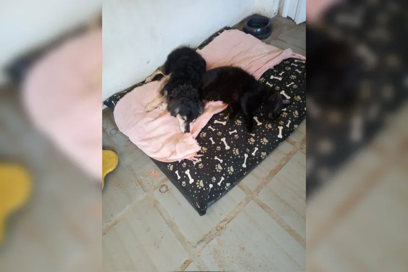 Família pede ajuda para encontrar cachorrinha idosa em Apucarana