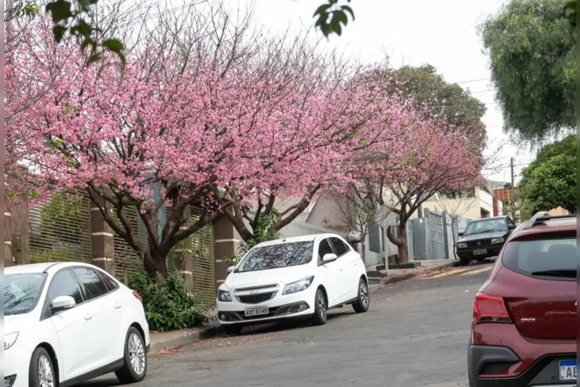  Sakura, ou cerejeira-ornamental, é árvore símbolo do Japão 