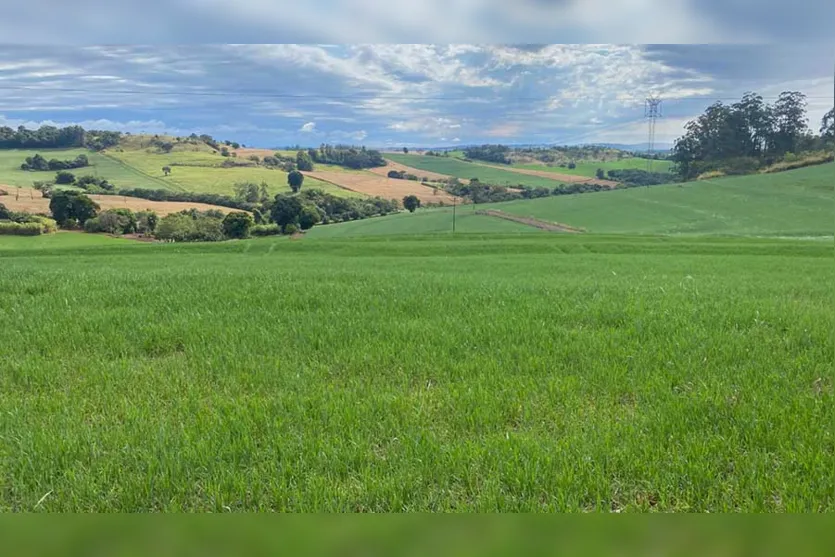  Falta de chuvas causa prejuízos na produção de trigo e milho 