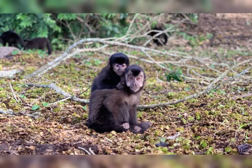  O cuidado com esses animais ajuda a manter o equilíbrio do meio ambiente 