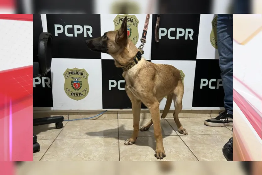 Polícia Civil adota cachorra vítima de maus-tratos em Ivaiporã