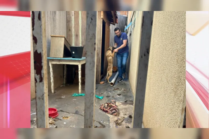 Polícia Civil adota cachorra vítima de maus-tratos em Ivaiporã