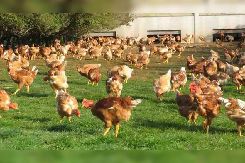  Produção de frango e ovo caipira ganha espaço no Vale do Ivaí 