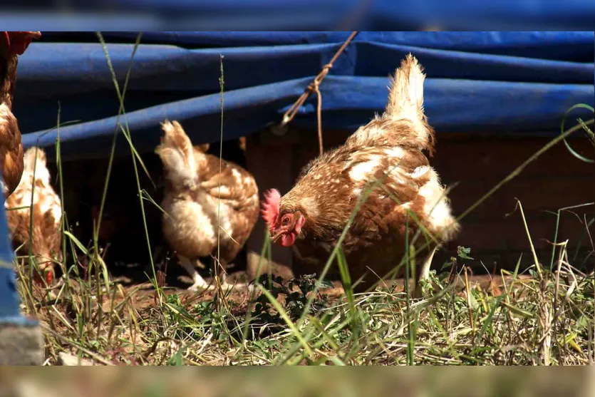  Produção de frango e ovo caipira ganha espaço no Vale do Ivaí 
