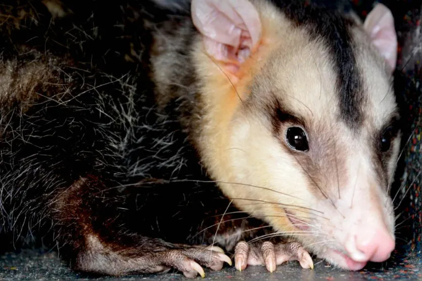 Saiba o que fazer ao se deparar com um animal silvestre perto de casa