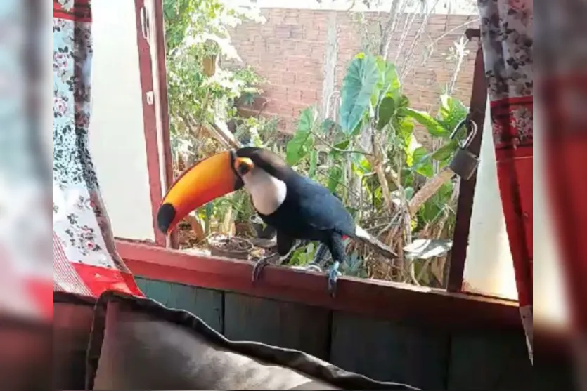 Tucano vira xodó de moradores de cidade do Paraná