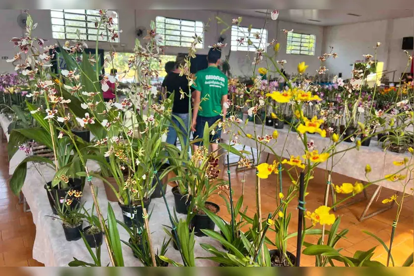  Exposição de Orquídeas em Jardim Alegre 