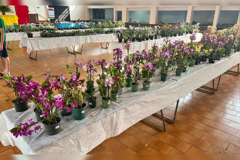  Exposição de Orquídeas em Jardim Alegre 