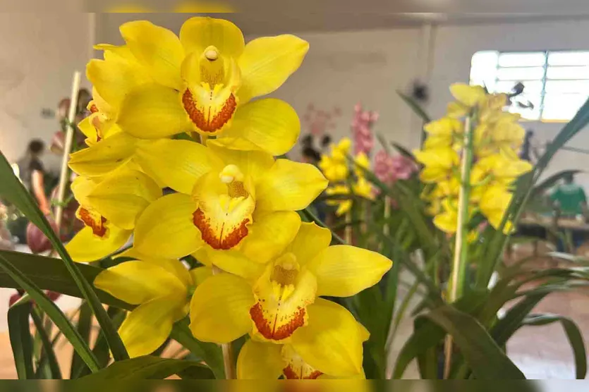  Exposição de Orquídeas em Jardim Alegre 