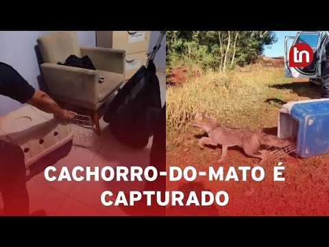 Cachorro-do-mato é capturado em empresa entre Arapongas e Apucarana