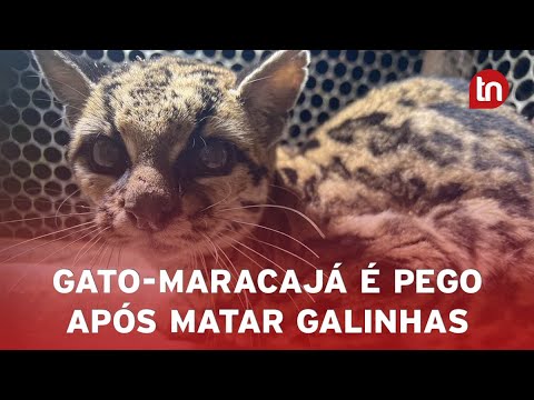 Gato-maracajá é capturado após atacar galinhas em sítio de Arapongas