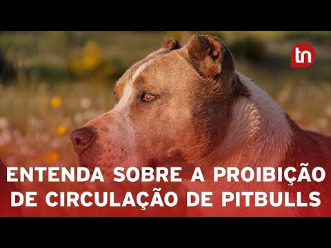 Governo de SC restringe circulação de pitbulls e impõe castração