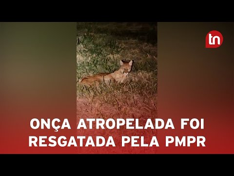Polícia Militar resgata onça ferida às margens de rodovia no PR